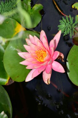 Güzel çiçek açan nilüfer çiçekleri yaz günü gölette büyür. 