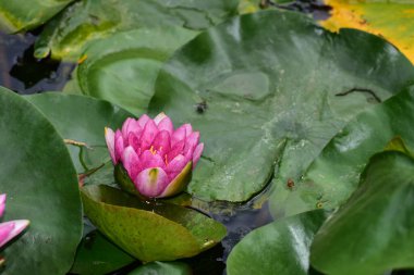 Yaz günü gölette büyüyen güzel nilüferler. 