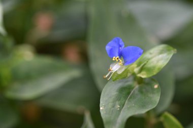 Güzel mor çiçekler, yakın görüş, yaz konsepti.