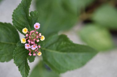 Bahçede büyüyen güzel renkli çiçekler.
