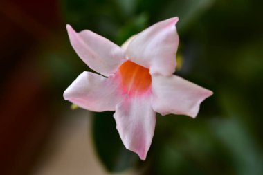 Bahçedeki güzel pembe yumuşak çiçekler