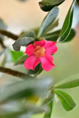 Bahçedeki güzel pembe yumuşak çiçekler