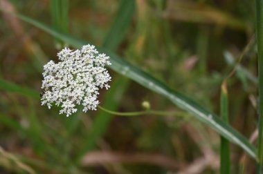 Güneşli yaz gününde bahçede büyüyen güzel beyaz çiçekler. 