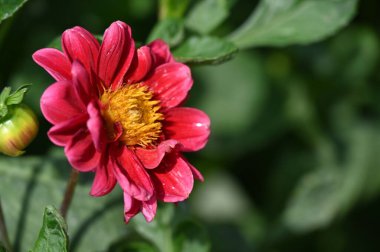 Bahçede güzel kırmızı parlak çiçekler