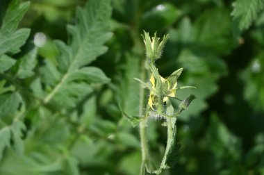 Bahçedeki güzel sarı çiçekler