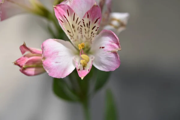 Beautiful Lilies Flowers Growing Garden — ストック写真