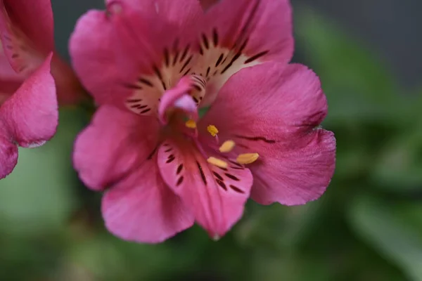 Beautiful Pink Tender Flowers Garden —  Fotos de Stock