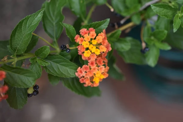 Belles Fleurs Colorées Poussant Dans Jardin — Photo