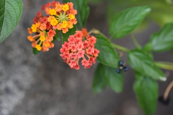 Beautiful Colorful Flowers Growing Garden — Stock Photo, Image