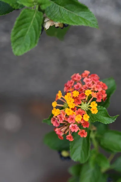 Belles Fleurs Colorées Poussant Dans Jardin — Photo