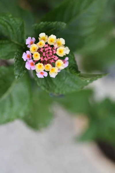 庭で育つ美しい色とりどりの花たち — ストック写真