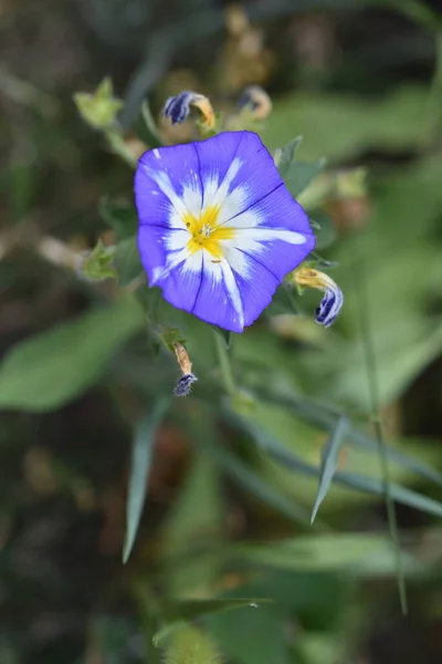 Beautiful Purple Flowers Close View Summer Concept — стоковое фото