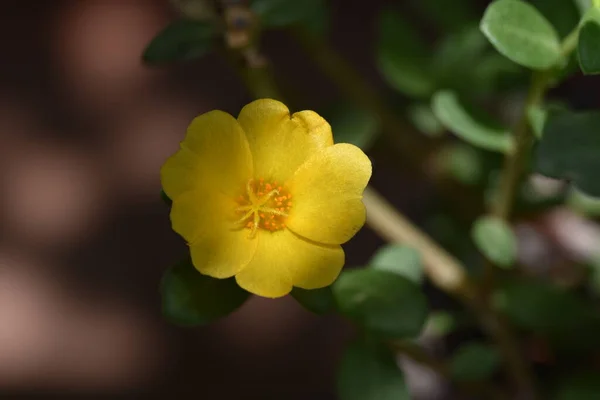 Lindas Flores Amarelas Jardim — Fotografia de Stock