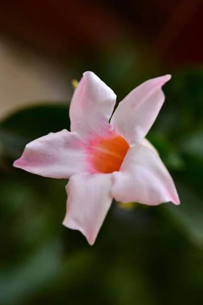 Krásné Růžové Jemné Květiny Zahradě — Stock fotografie