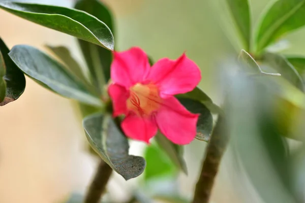 Beautiful Pink Tender Flowers Garden — Photo