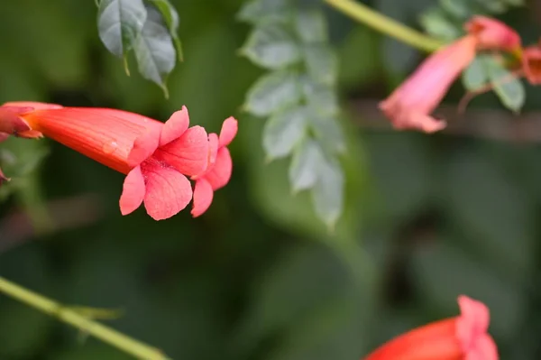 Beautiful Red Bright Flowers Garden — Photo