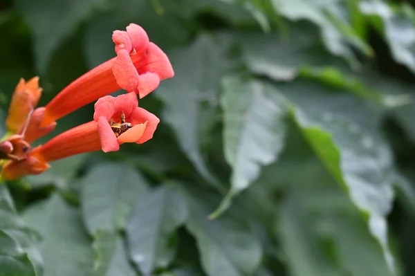 Beautiful Red Bright Flowers Garden — Stockfoto