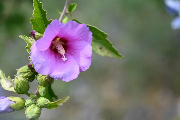 Beautiful Pink Tender Flowers Garden — Φωτογραφία Αρχείου