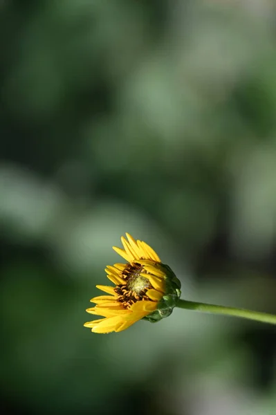 Beautiful Yellow Flowers Garden — Stock Photo, Image