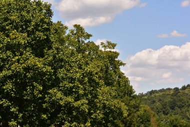 green forest in the mountains. beautiful natural landscape.