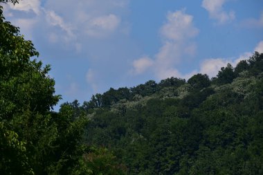 green forest in the mountains. beautiful natural landscape.