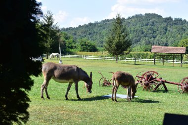 Otlaktaki atlar, doğa.