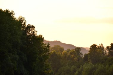 green forest in the mountains. beautiful natural landscape.