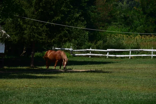 Cavalo Pasto Natureza — Fotografia de Stock