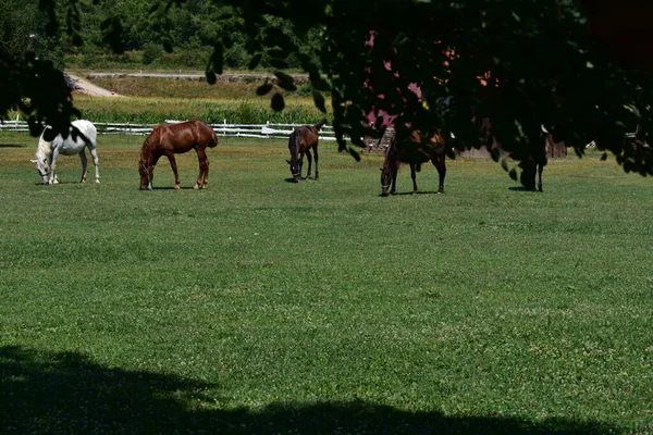 Konie Wypasane Łące — Zdjęcie stockowe