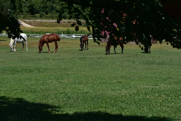 Chevaux Broutant Dans Prairie — Photo