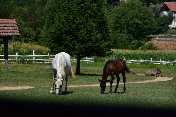 牧草地で馬の放牧 — ストック写真