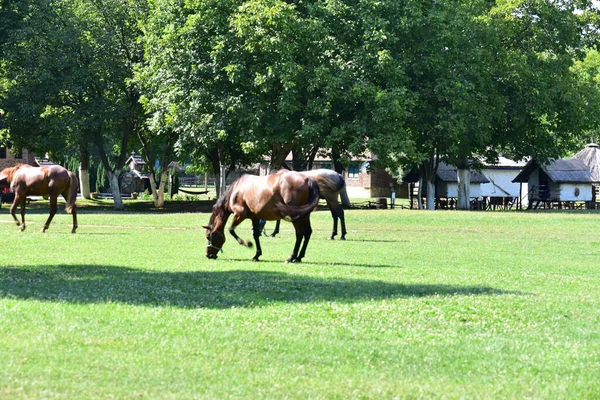 牧草地で馬の放牧 — ストック写真