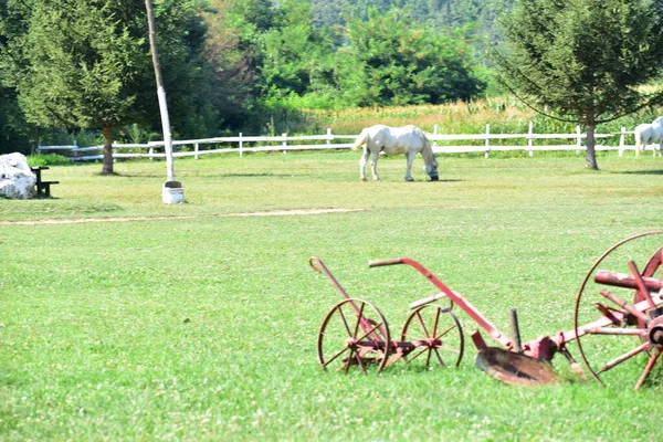 Caballo Pasto Naturaleza —  Fotos de Stock