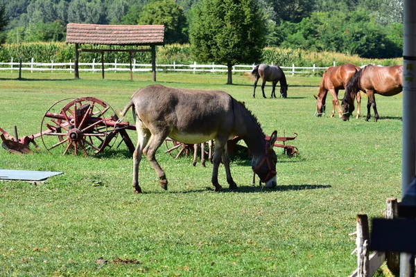 Konie Pastwisku Przyroda — Zdjęcie stockowe