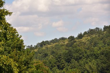 green forest in the mountains. beautiful natural landscape.