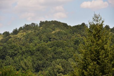 green forest in the mountains. beautiful natural landscape.