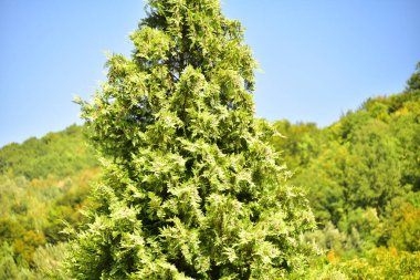 green forest in the mountains. beautiful natural landscape.