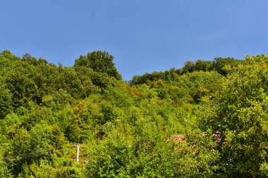 green forest in the mountains. beautiful natural landscape.