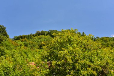 green forest in the mountains. beautiful natural landscape.