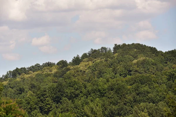 green forest in the mountains. beautiful natural landscape.