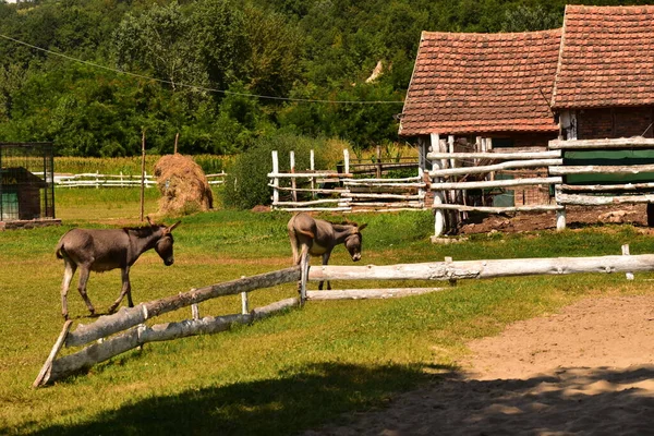 Lovak Legelőn Természet — Stock Fotó