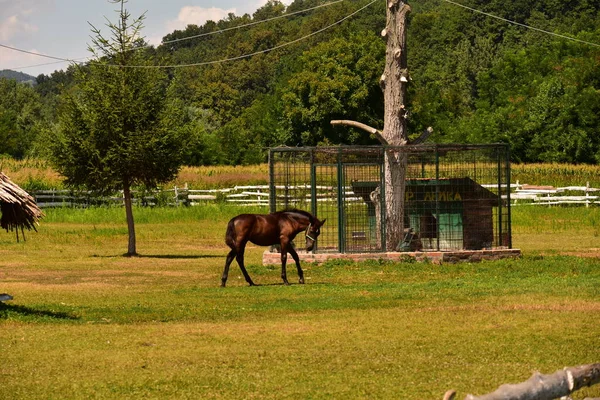 Лошади Деревне — стоковое фото