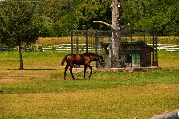 Cheval Dans Champ — Photo