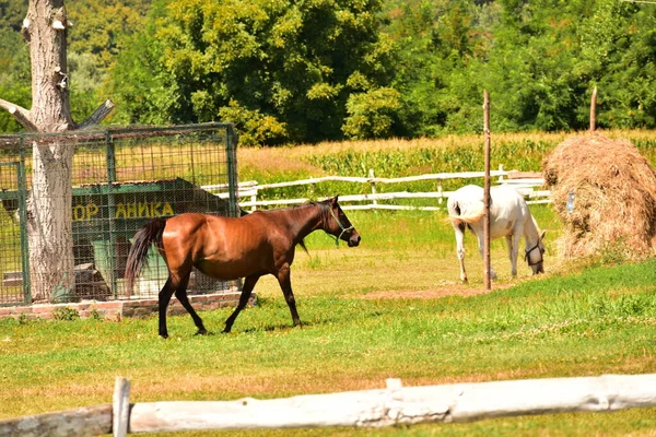 Cavalli Pascolo Nel Prato — Foto Stock