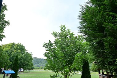 Parktaki yeşil ağaçlar