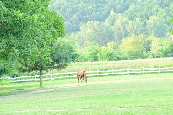 牧草地の馬緑の自然 — ストック写真