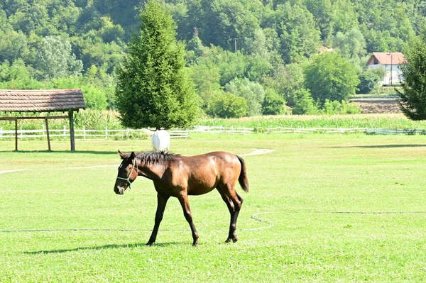 Cavalos Pastando Prado — Fotografia de Stock