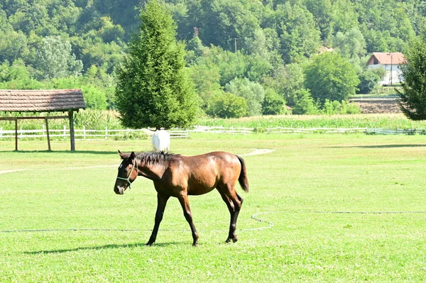 Chevaux Broutant Dans Prairie — Photo