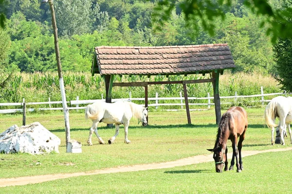 Legeltetés Réten — Stock Fotó