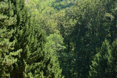 green forest in the summer time